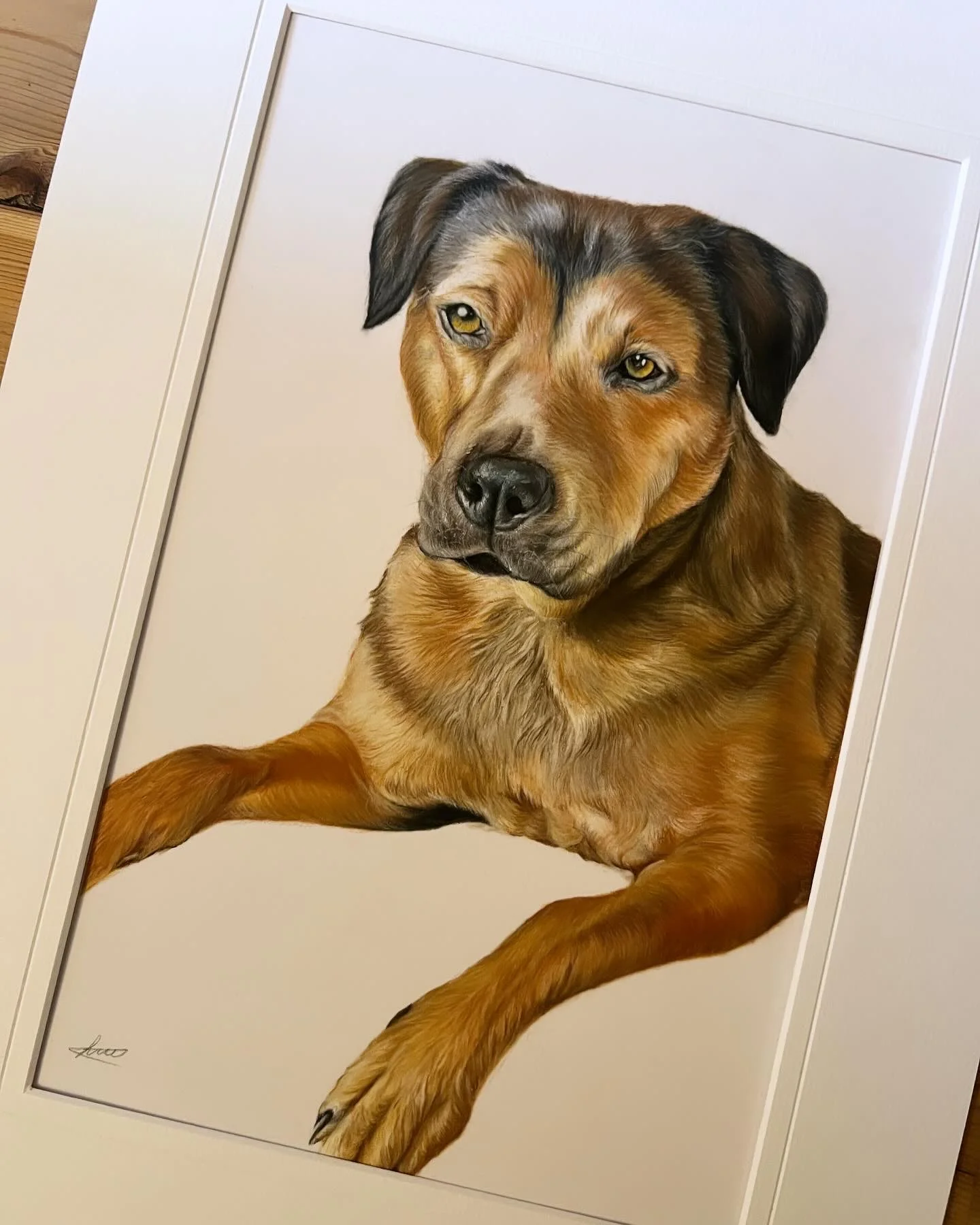 Pet portrait in pastel pencils