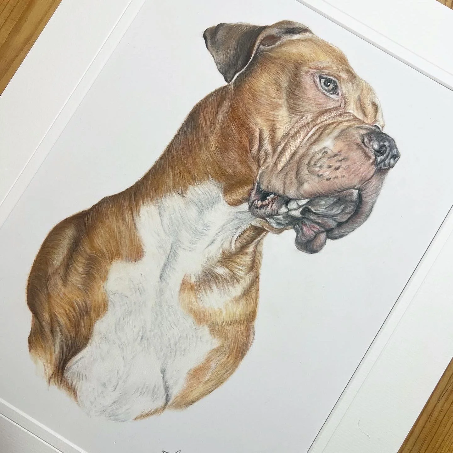 Custom pet portrait in pastel pencils