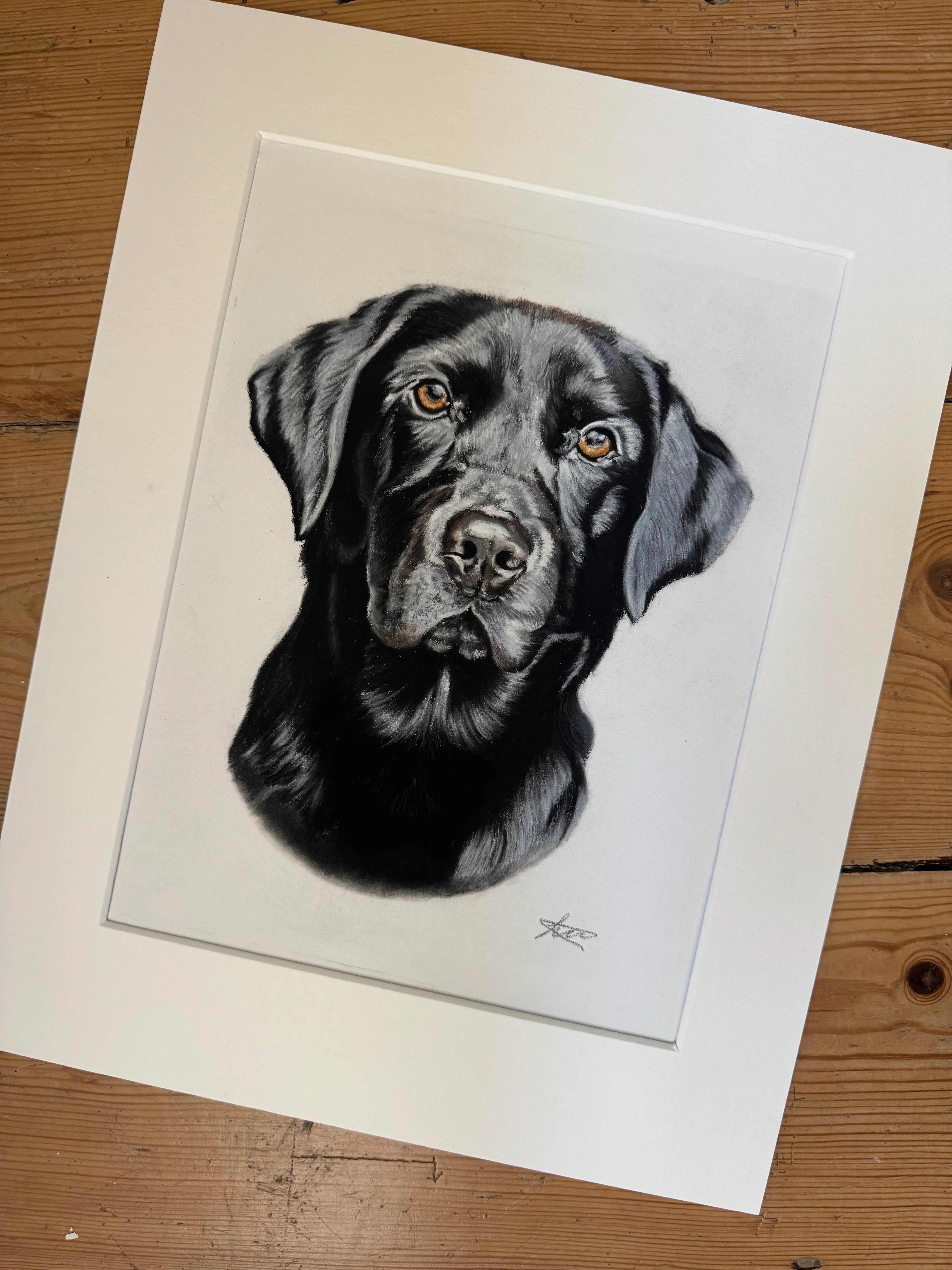 Custom pet portrait in pastel pencils