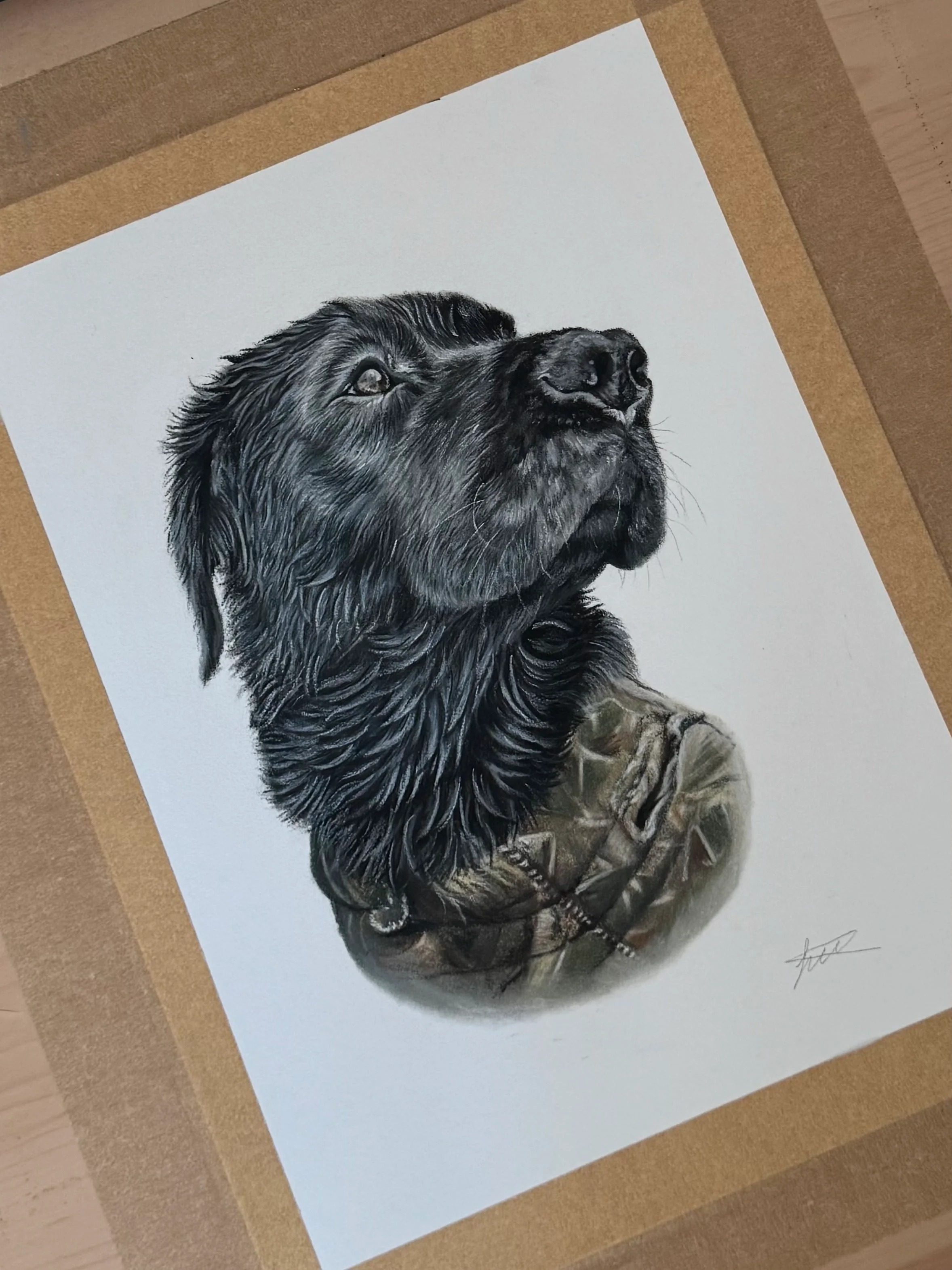 Custom pet portrait in pastel pencils