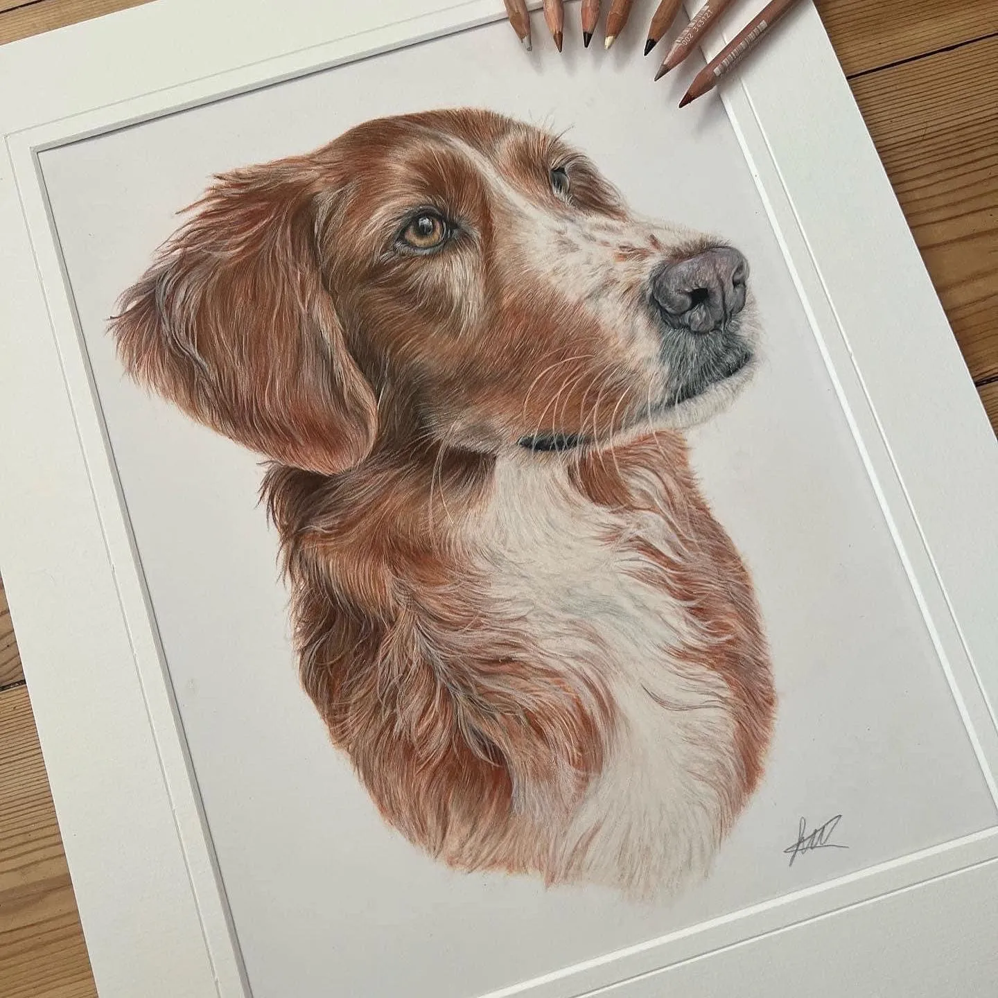 Pastel pet portrait by Siobhan, Norwich, Norfolk