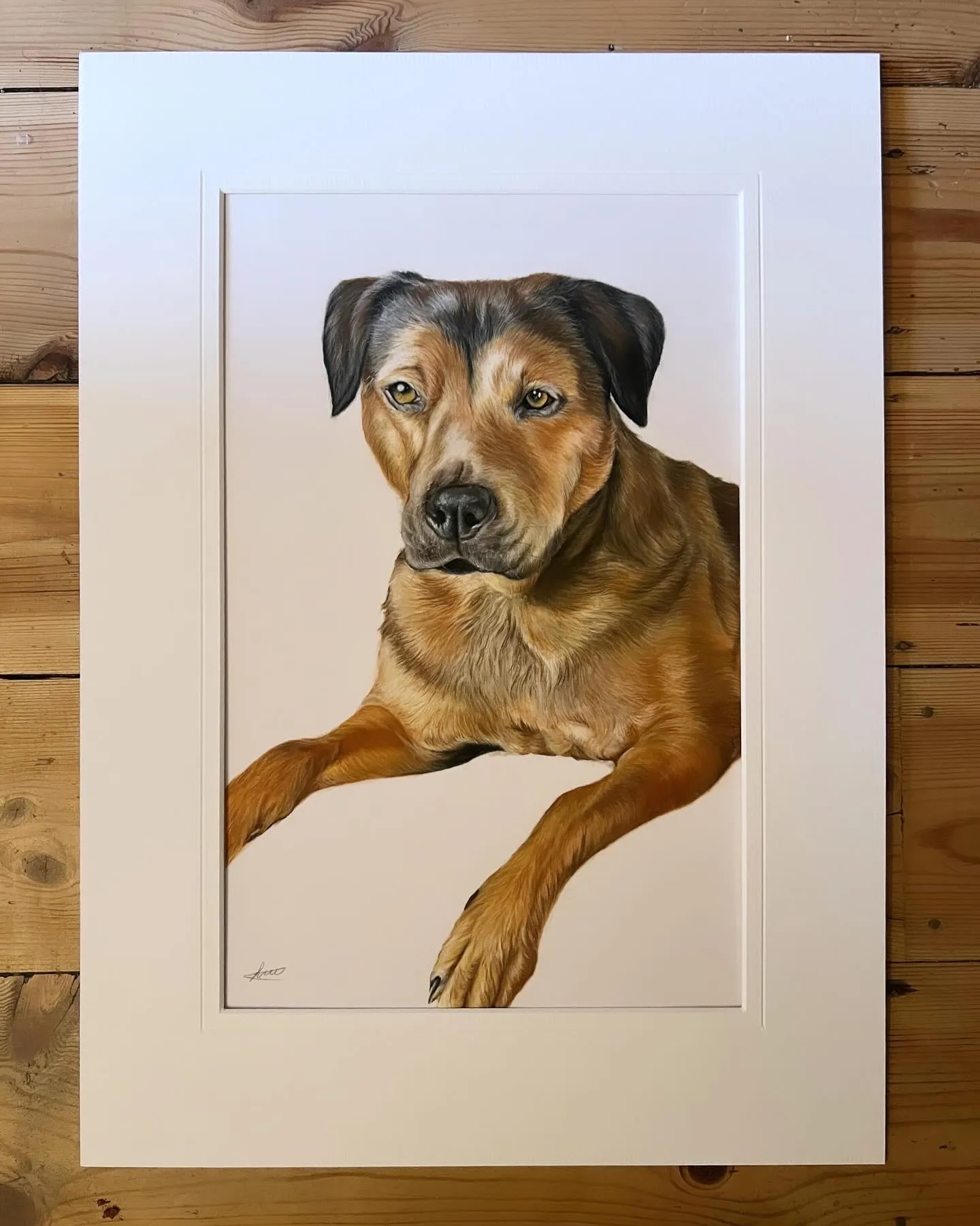 Pastel pet portrait by Siobhan, Norwich, Norfolk