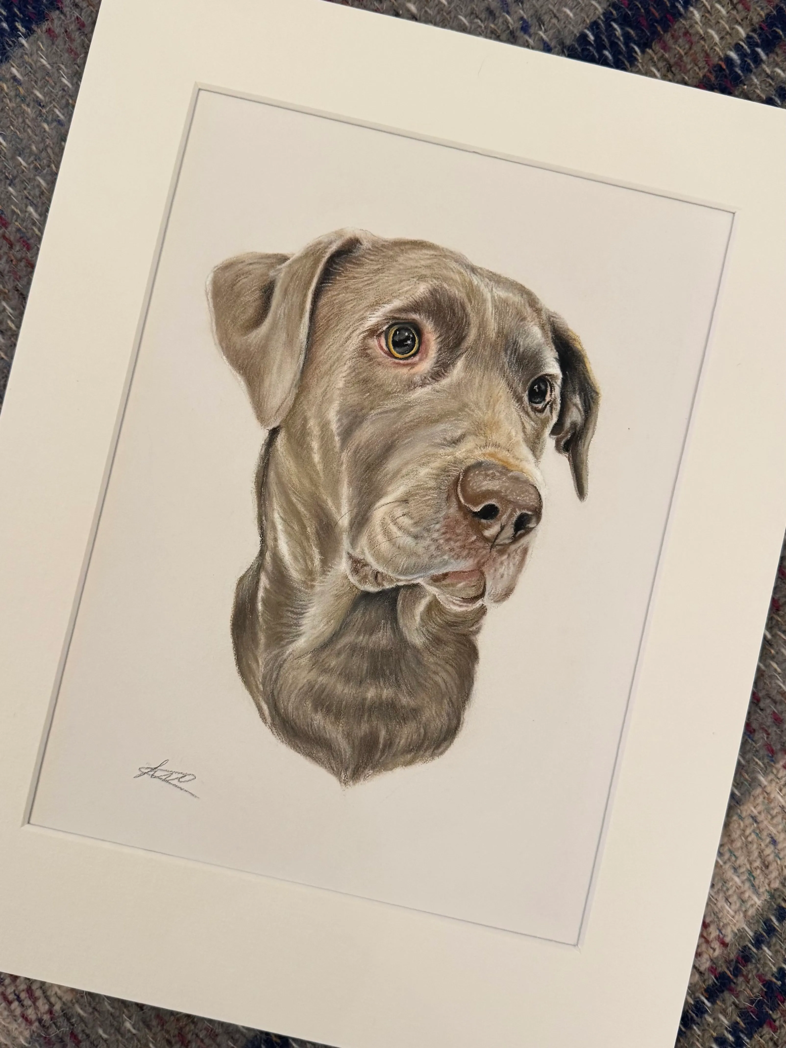 Pastel pet portrait by Siobhan, Norwich, Norfolk