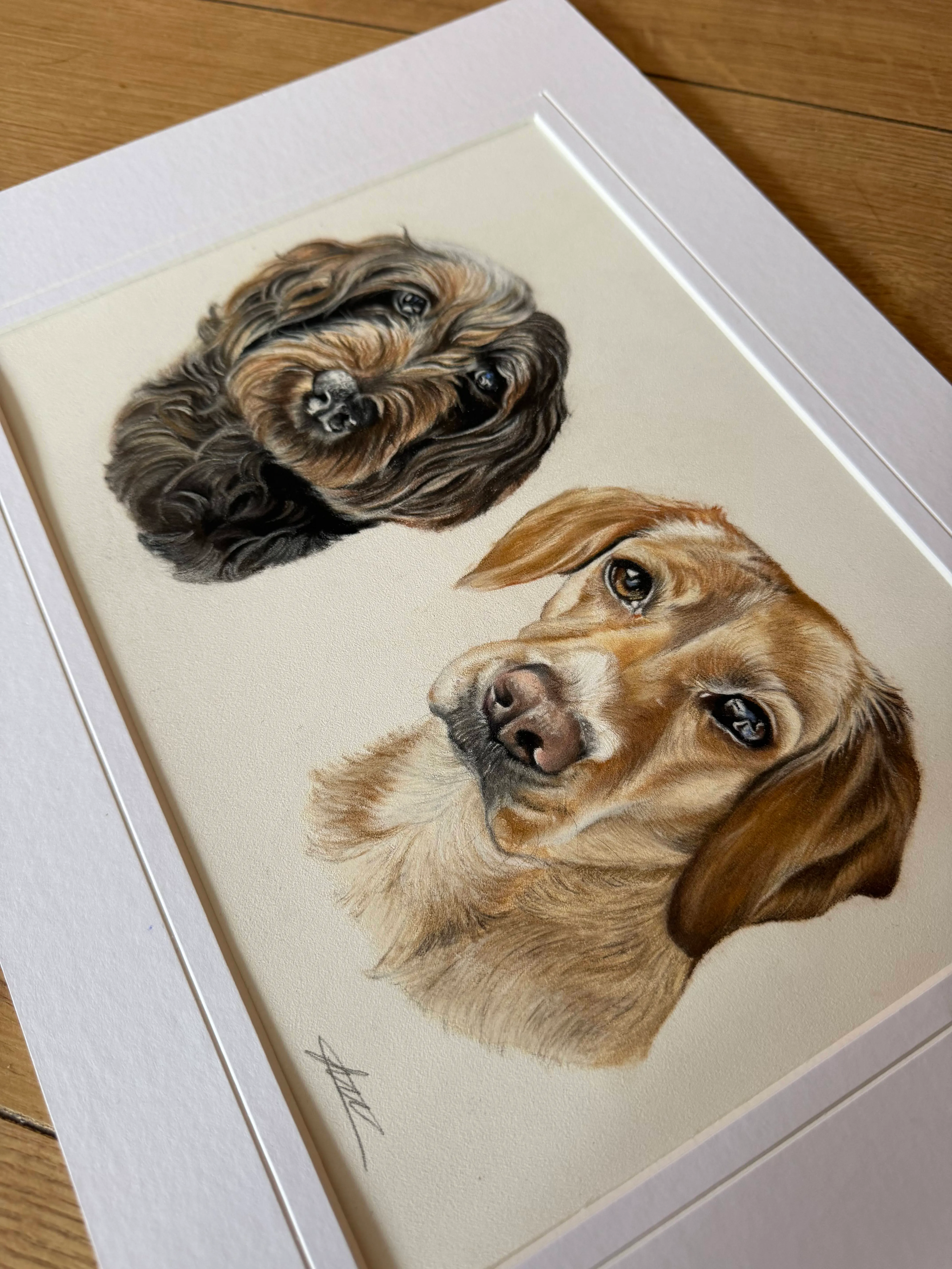 Pastel pet portrait by Siobhan, Norwich, Norfolk