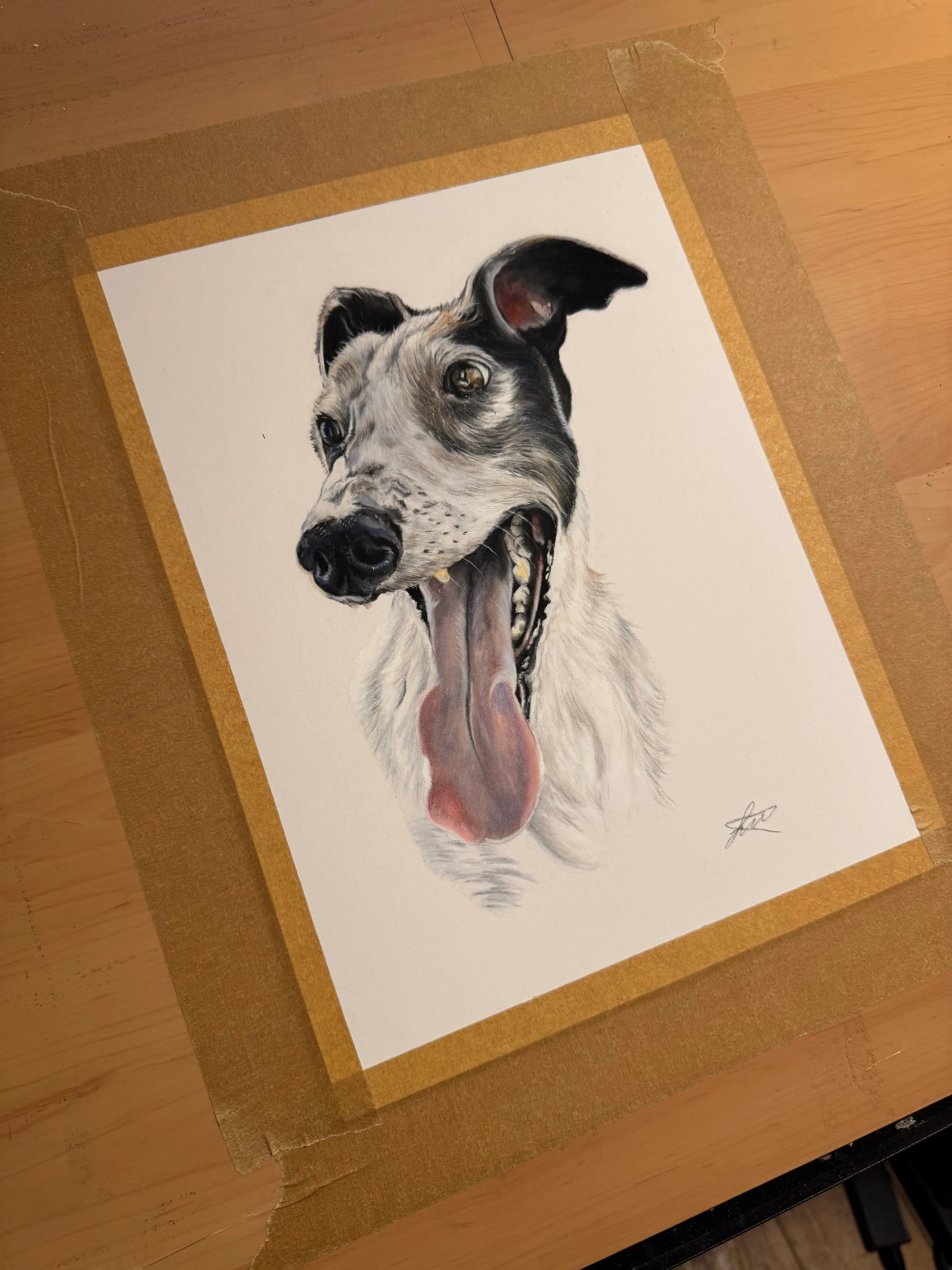 Pastel pet portrait by Siobhan, Norwich, Norfolk